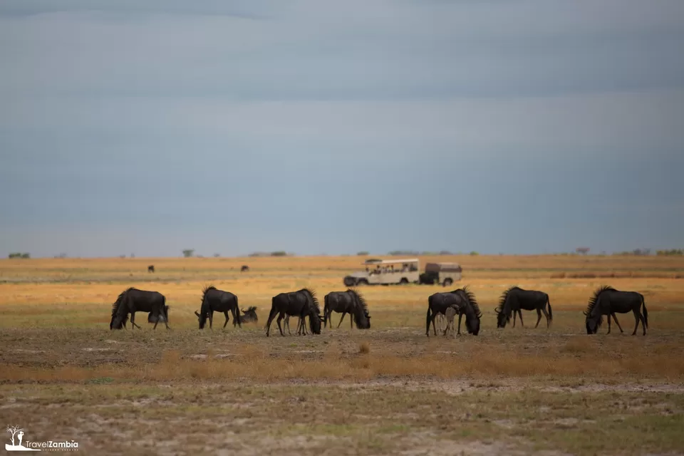 Photo of Liuwa Plain National Park, Zambia by Aakanksha Magan