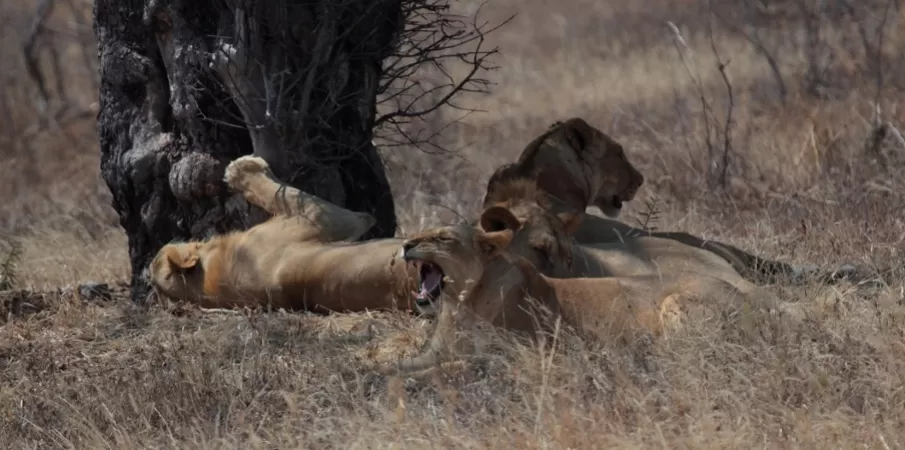Photo of Nkasa Rupara National Park, Namibia by Aakanksha Magan