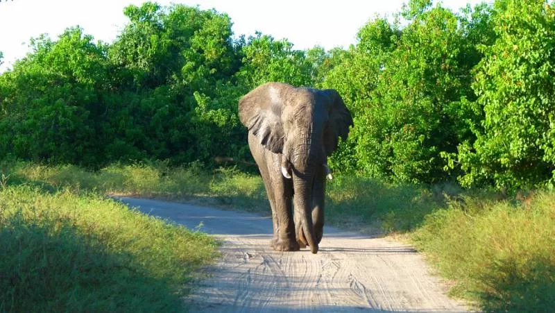 Photo of Nkasa Rupara National Park, Namibia by Aakanksha Magan