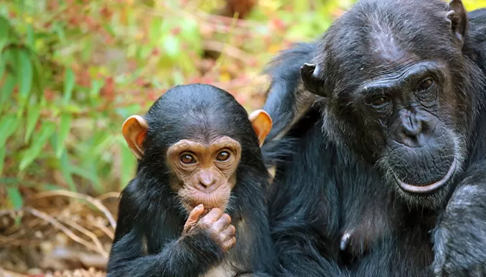 Photo of Nyungwe Forest National Park, Rusizi, Rwanda by Aakanksha Magan