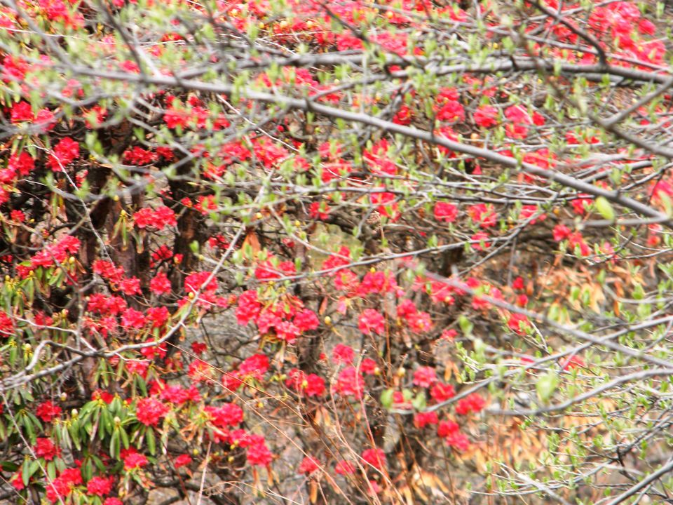 Photo of Daredevils, explorers, soul searchers: Tirthan Valley holds special treats for all 4/6 by Himani Chandorkar