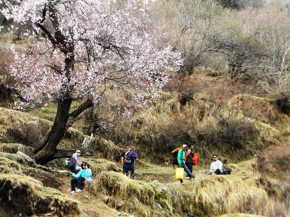 Photo of Great Himalayan National Park Forest Complex, Shamshi, Himachal Pradesh, India by Himani Chandorkar