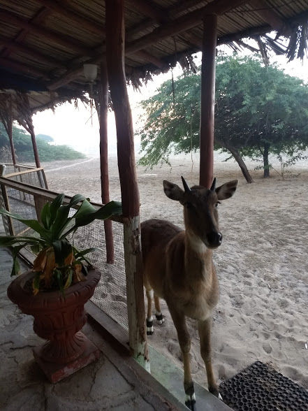 Photo of Dating Kutch & Gir - The Topsy Turvy Way by Himani Chandorkar