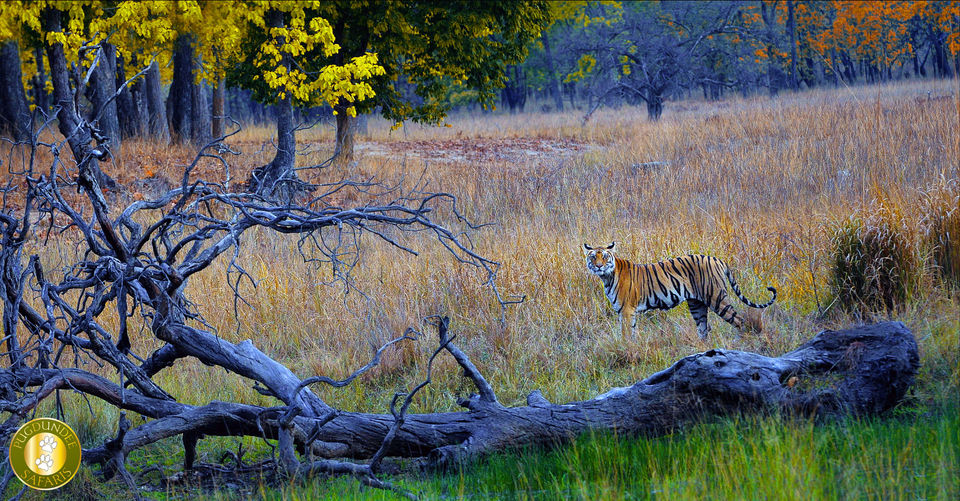 Photo of Classic Tiger Trails : Panna-Bandhavgarh-Kanha 1/1 by Pugdundee Safaris