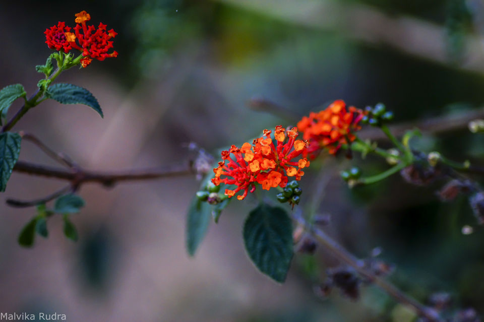 Photo of Flying Happiness – Bird Walk at Pench Tree Lodge by Malvika Rudra