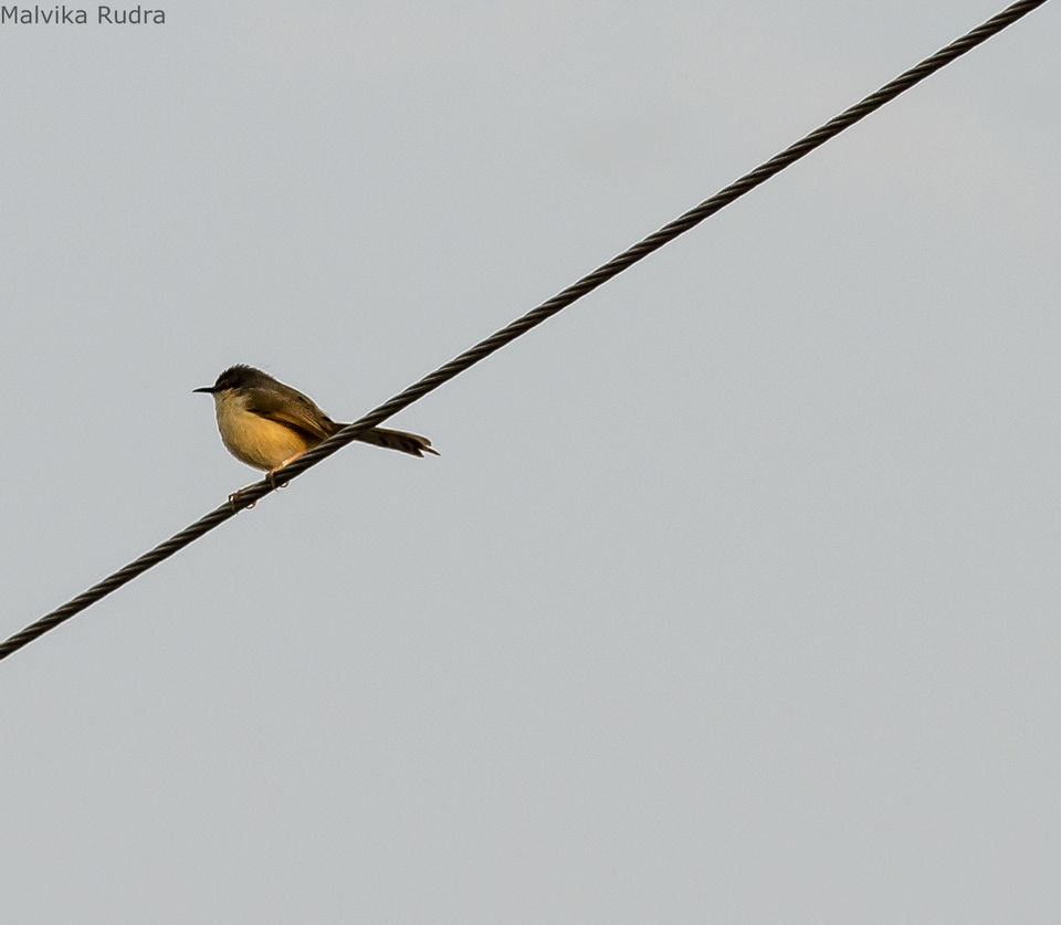 Photo of Flying Happiness – Bird Walk at Pench Tree Lodge by Malvika Rudra
