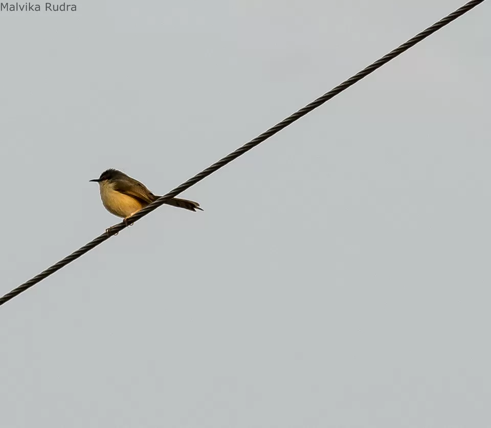 Photo of Flying Happiness – Bird Walk at Pench Tree Lodge by Malvika Rudra
