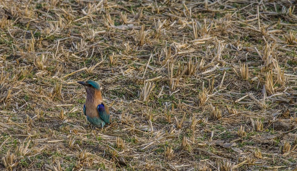 Photo of Flying Happiness – Bird Walk at Pench Tree Lodge by Malvika Rudra