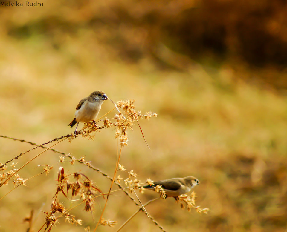 Photo of Flying Happiness – Bird Walk at Pench Tree Lodge by Malvika Rudra