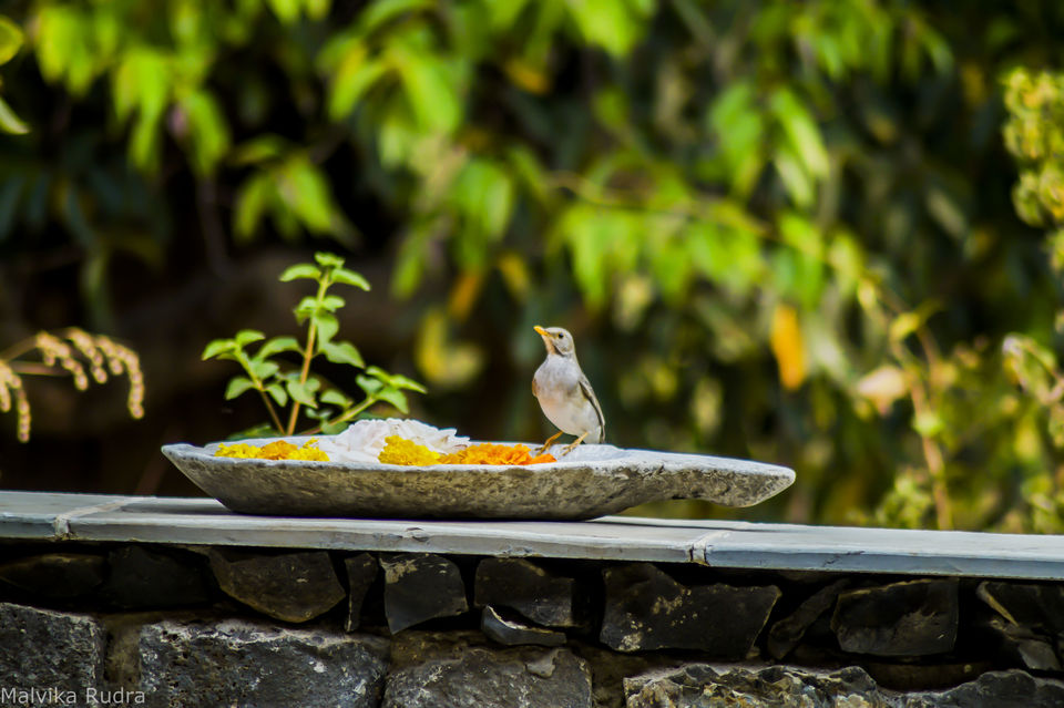 Photo of Flying Happiness – Bird Walk at Pench Tree Lodge by Malvika Rudra