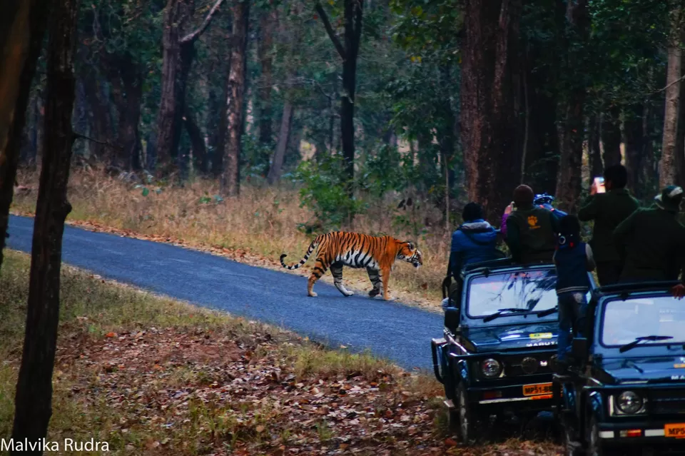 Photo of Kanha Calling - A Guide to Kanha National Park by Malvika Rudra