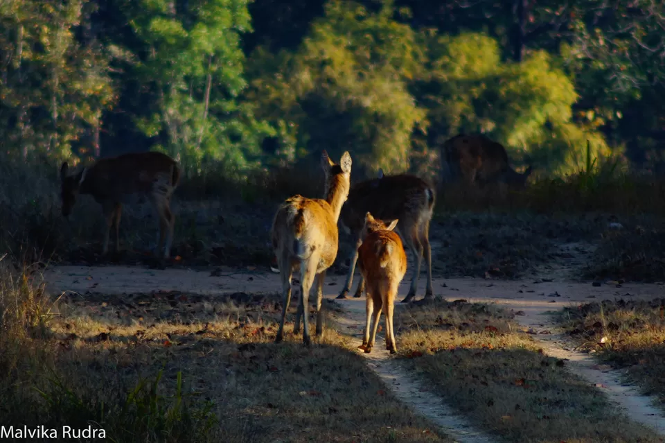 Photo of Kanha Calling - A Guide to Kanha National Park by Malvika Rudra