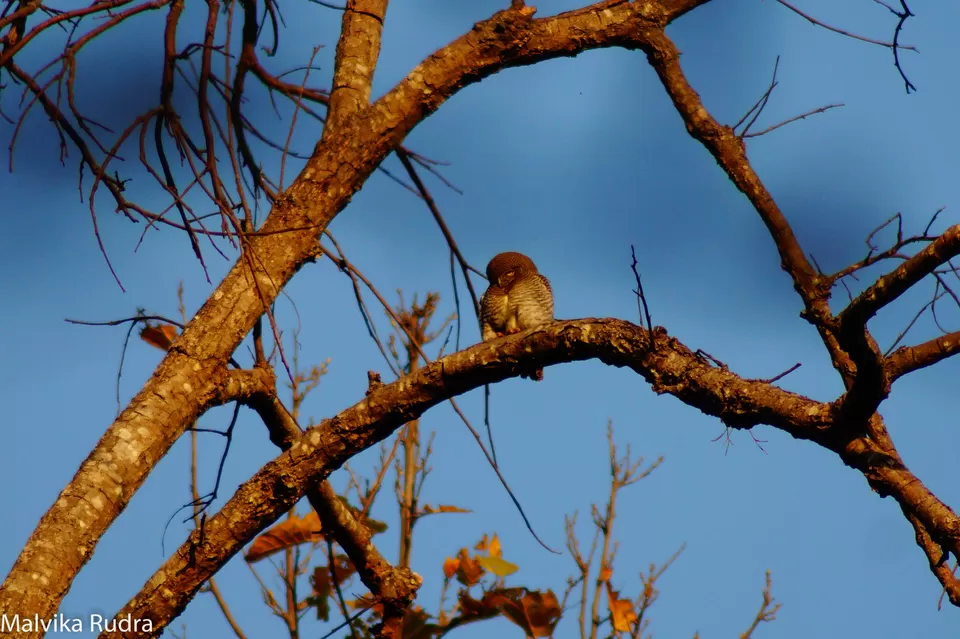 Photo of Kanha Calling - A Guide to Kanha National Park by Malvika Rudra