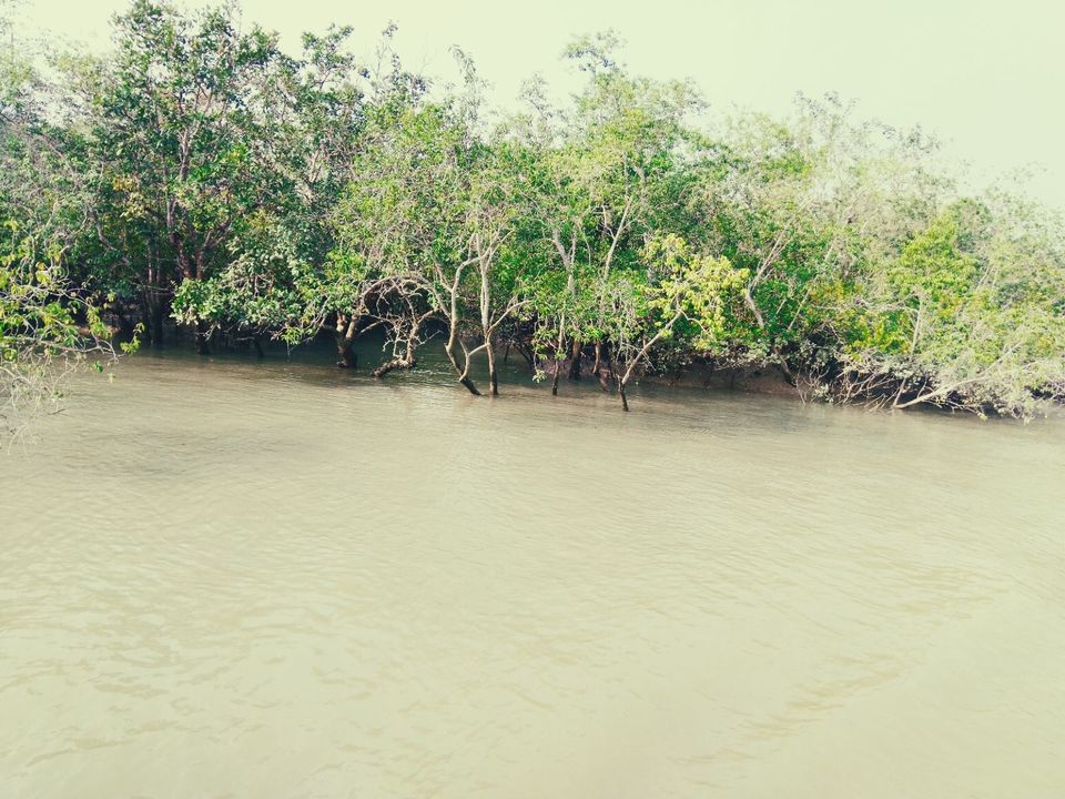 Photo of Mangrove, Hooghly, West Bengal, India by @diti $rivastava