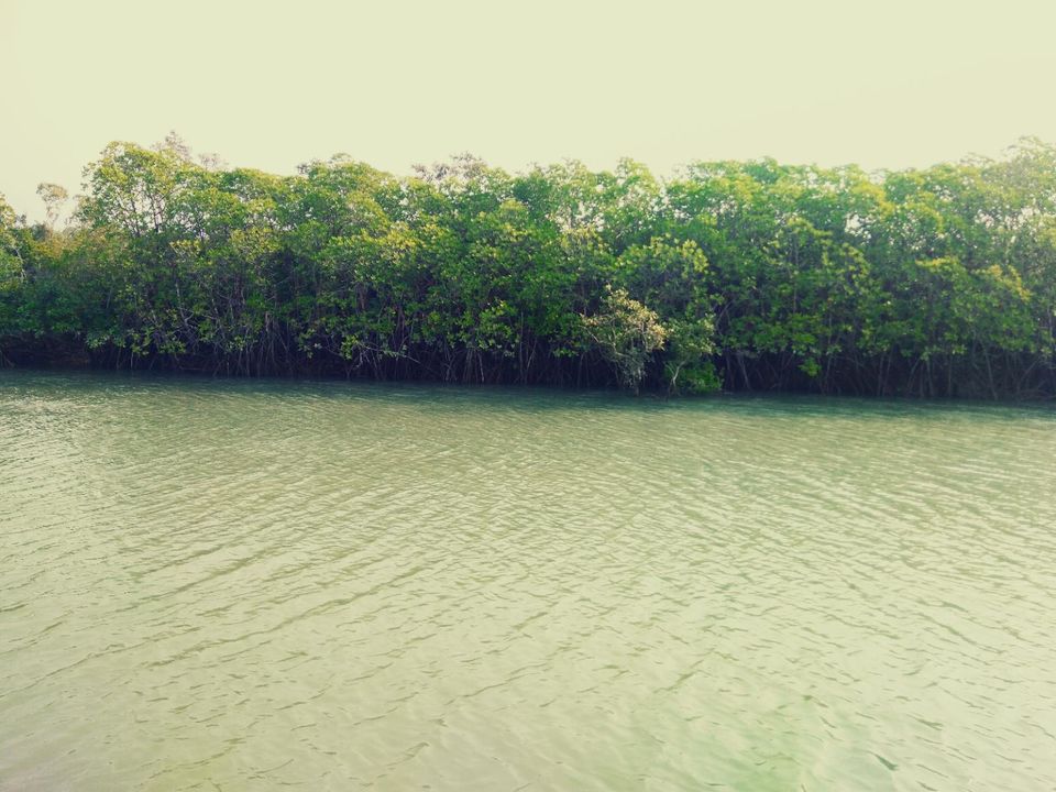 Photo of Mangrove, Hooghly, West Bengal, India by @diti $rivastava