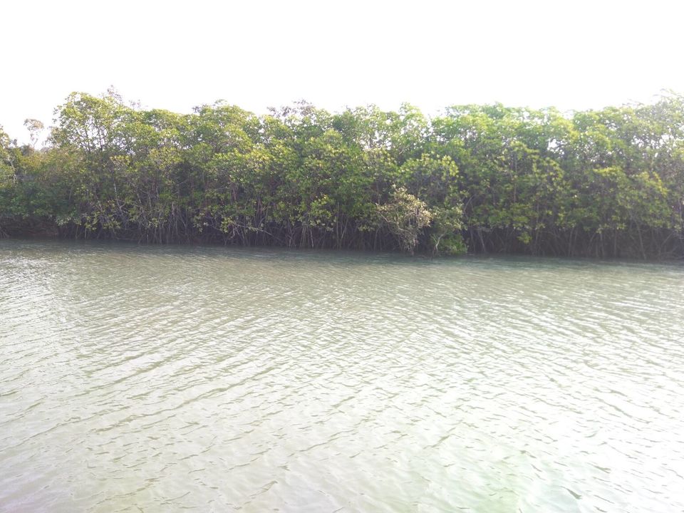 Photo of Mangrove, Hooghly, West Bengal, India by @diti $rivastava