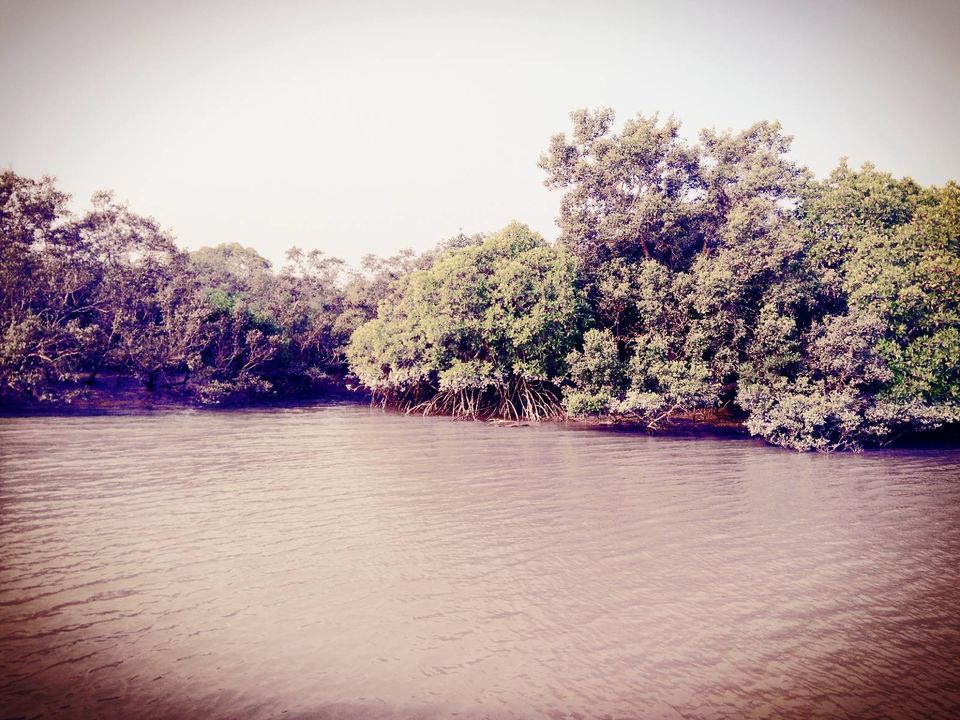Photo of Mangrove, Hooghly, West Bengal, India by @diti $rivastava