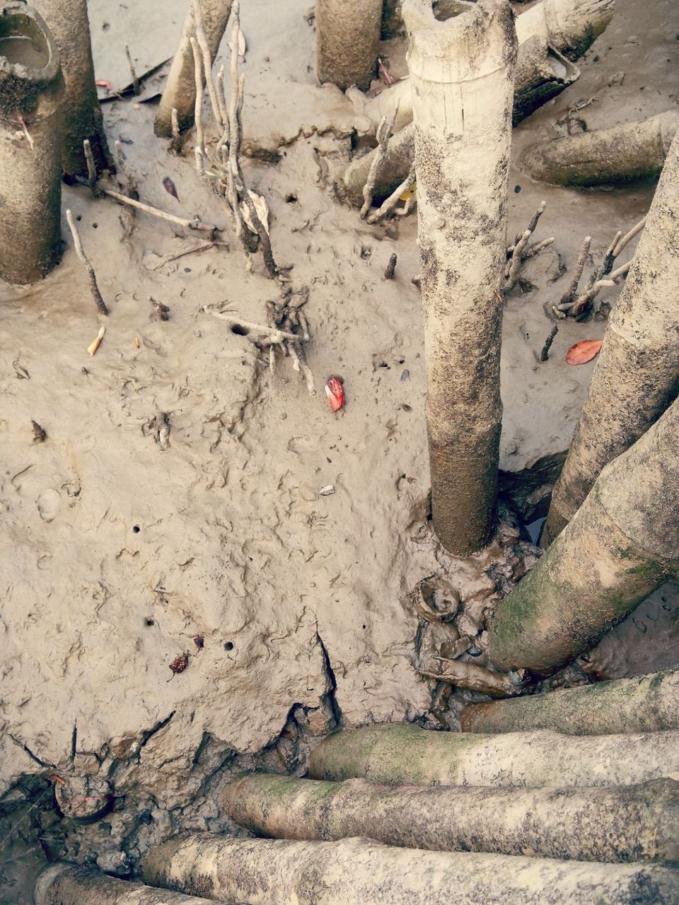 Photo of Sundarban "World's largest Mangrove tree forest and home of our national animal Tiger" by @diti $rivastava