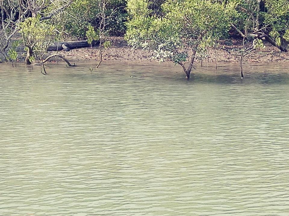 Photo of Sundarban "World's largest Mangrove tree forest and home of our national animal Tiger" by @diti $rivastava