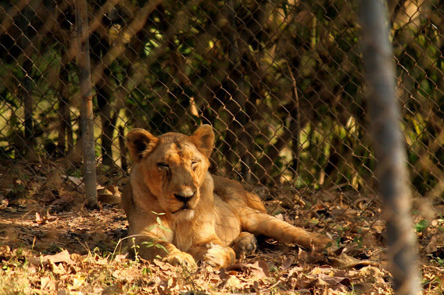 Photo of Silvassa 3/10 by mansioza
