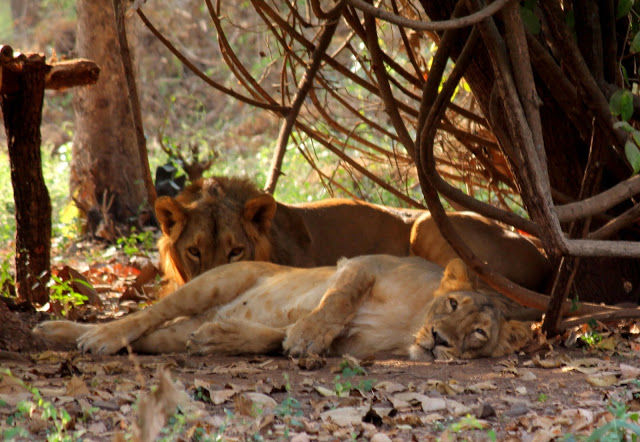 Photo of Silvassa 4/10 by mansioza