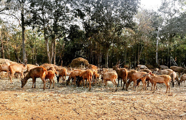 Photo of Silvassa 5/10 by mansioza