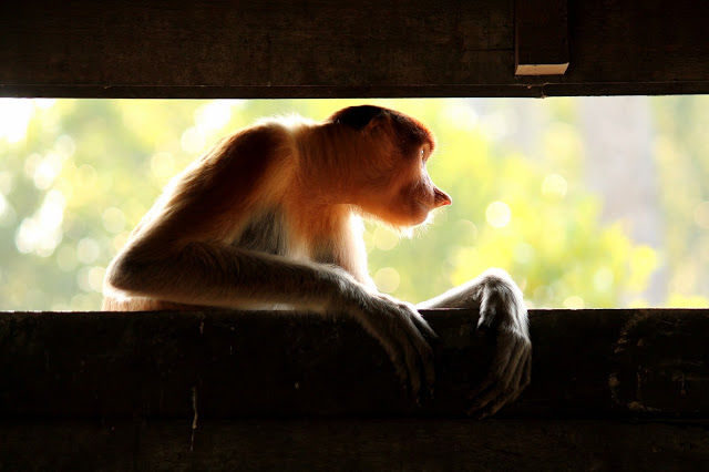 Photo of Labuk Bay Proboscis Monkey Sanctuary, Sepilok 1/14 by mansioza