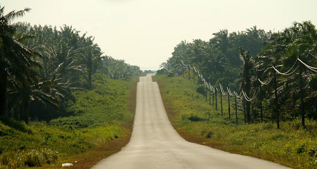 Photo of Labuk Bay Proboscis Monkey Sanctuary, Sepilok 2/14 by mansioza