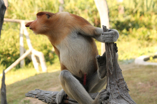 Photo of Labuk Bay Proboscis Monkey Sanctuary, Sepilok 4/14 by mansioza