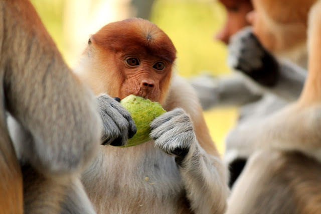 Photo of Labuk Bay Proboscis Monkey Sanctuary, Sepilok 6/14 by mansioza