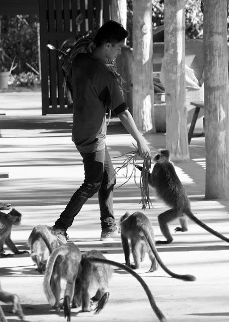 Photo of Labuk Bay Proboscis Monkey Sanctuary, Sepilok 7/14 by mansioza