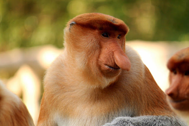 Photo of Labuk Bay Proboscis Monkey Sanctuary, Sepilok 8/14 by mansioza