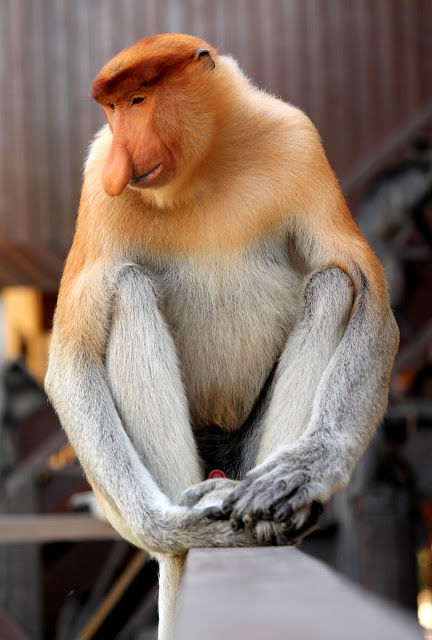Photo of Labuk Bay Proboscis Monkey Sanctuary, Sepilok 14/14 by mansioza