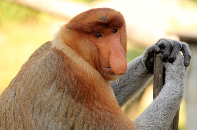 Photo of Labuk Bay Proboscis Monkey Sanctuary, Sepilok 13/14 by mansioza