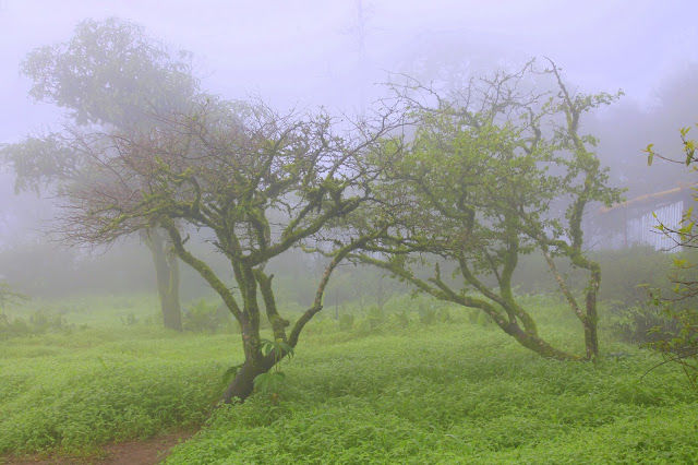 Photo of Trekking at Sinhgad Fort, Pune 5/19 by mansioza