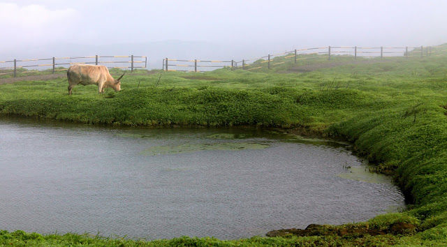 Photo of Trekking at Sinhgad Fort, Pune 6/19 by mansioza