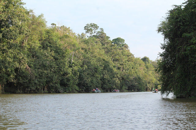 Photo of Kinabatangan River Cruise, Sandakan 1/14 by mansioza