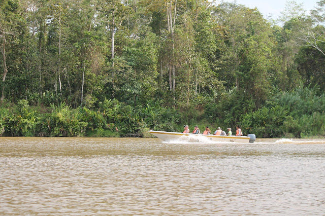 Photo of Kinabatangan River Cruise, Sandakan 4/14 by mansioza