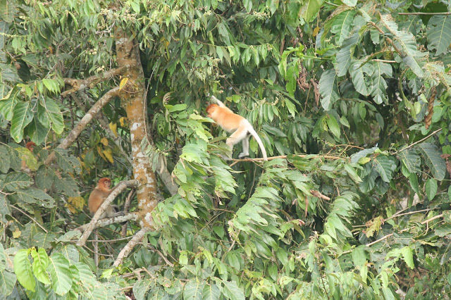 Photo of Kinabatangan River Cruise, Sandakan 5/14 by mansioza