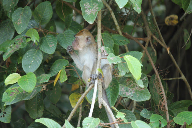 Photo of Kinabatangan River Cruise, Sandakan 11/14 by mansioza