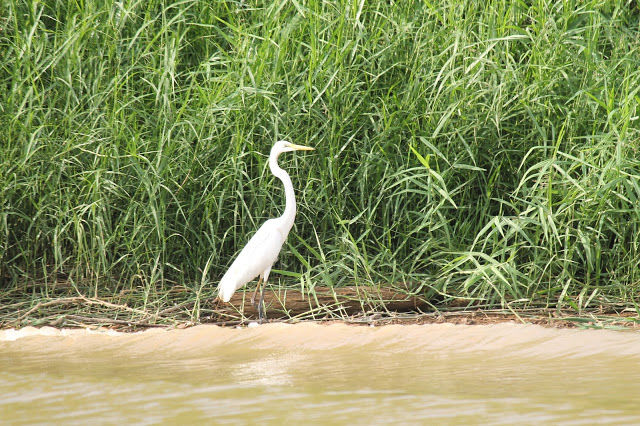Photo of Kinabatangan River Cruise, Sandakan 14/14 by mansioza