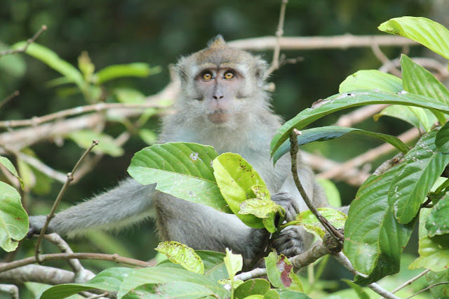 Photo of Kinabatangan River Cruise, Sandakan 13/14 by mansioza