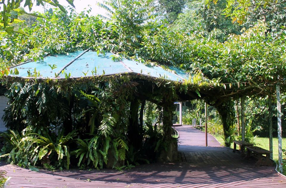 Photo of Gunung Mulu National Park 2/14 by mansioza