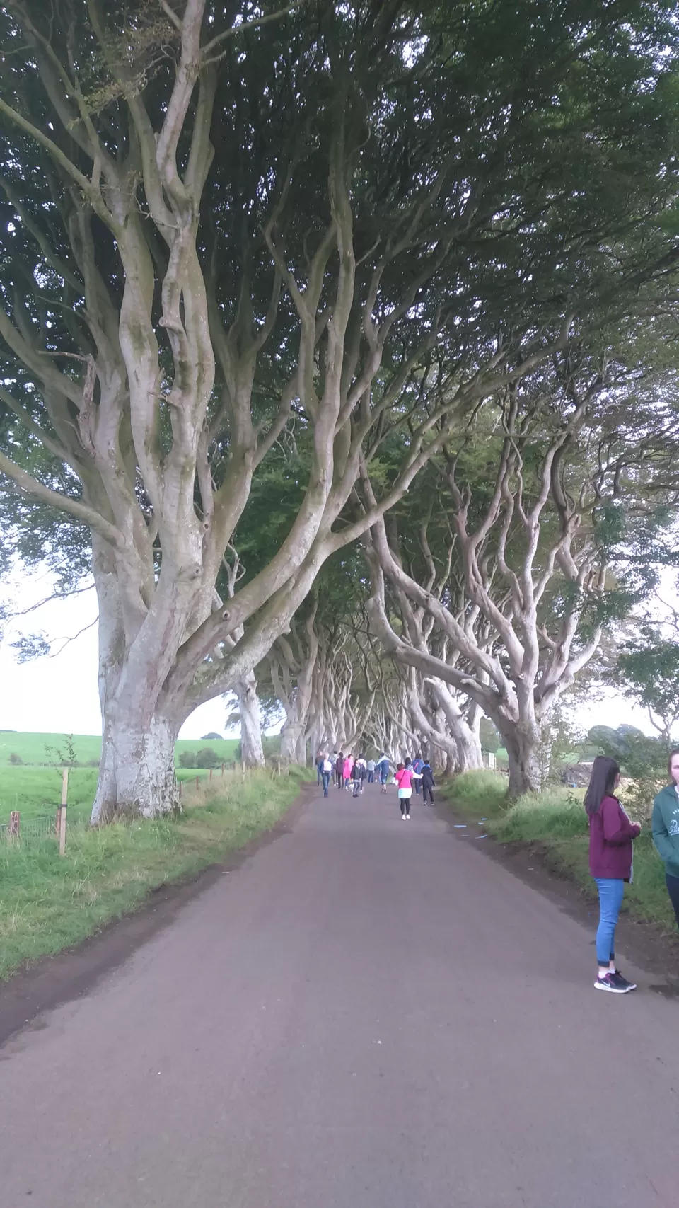 Photo of The Dark Hedges, Bregagh Road, Ballymoney, United Kingdom by Pooja