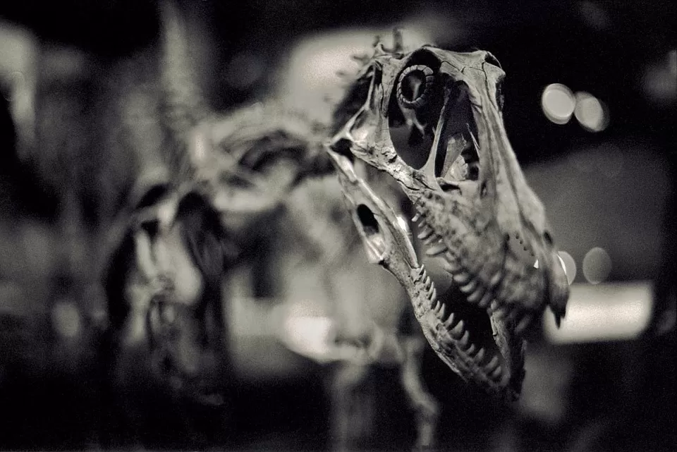 Photo of Melbourne Museum, Nicholson Street, Carlton, Victoria, Australia by Sofia