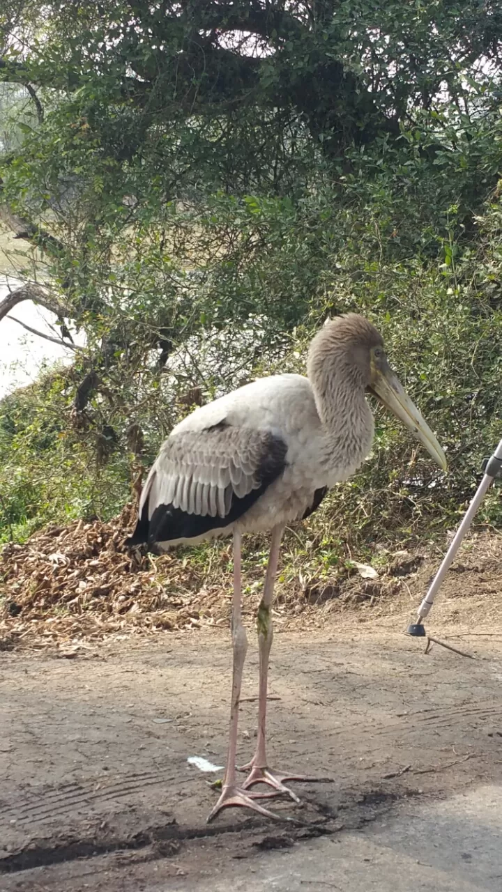 Photo of Wildlife santury barathpur by Sindhu Chandra