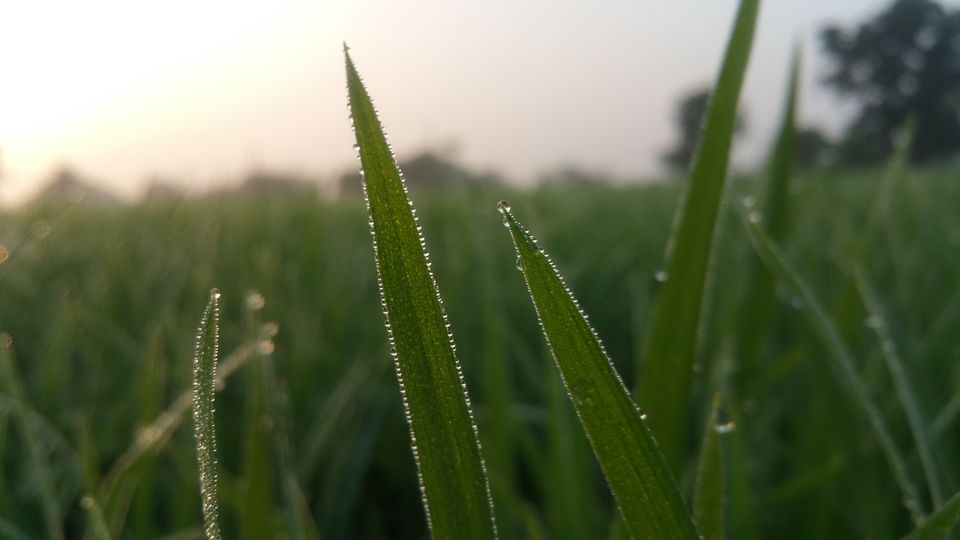 Photo of A day with nature 2/4 by Sindhu Chandra