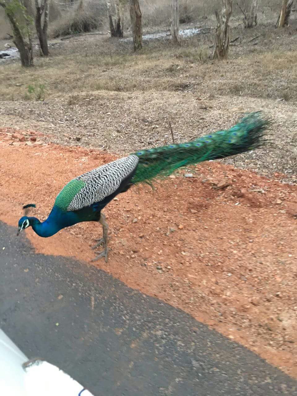 Photo of A day with nature 4/4 by Sindhu Chandra