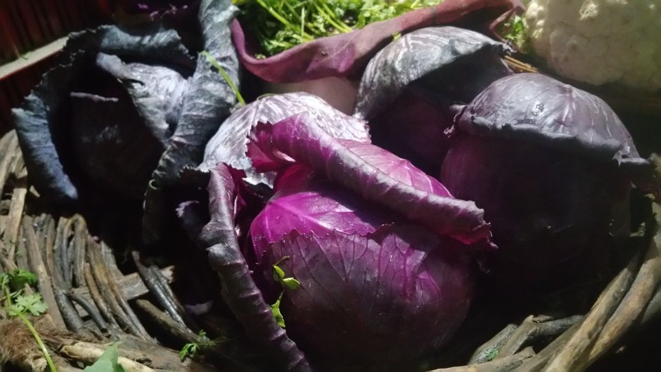 Photo of Holi at its birth place by Sindhu Chandra