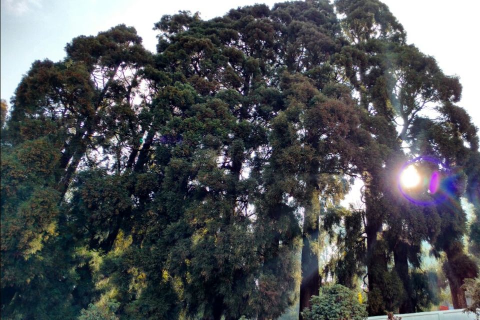 Photo of Finding Darjeeling! by Sayeeksha Kotekar